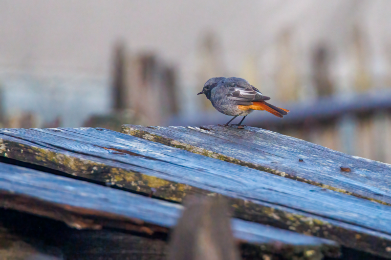 250916_dolorama_085421