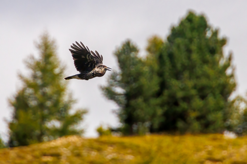 250917_dolorama_130552