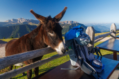 250919_dolorama_081718