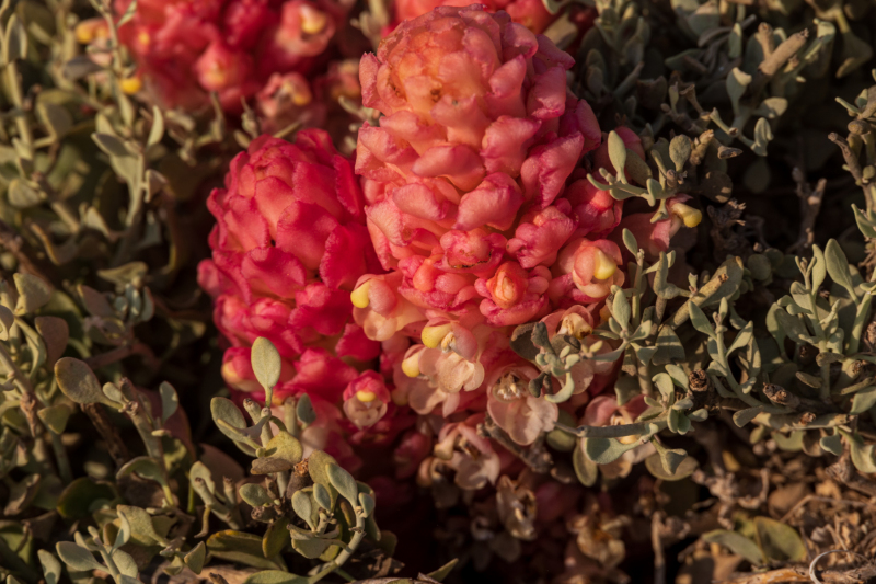220118_oman_084406